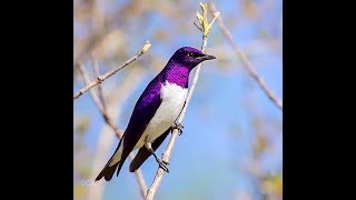 10 Striking Purple colored Birds | Beautiful Birds