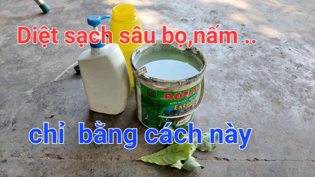 Diệt sạch sâu, bọ trĩ,rệp sáp,nấm các loại bằng thuốc tự chế vô cùng an toàn