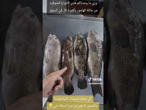 أنواع وأشكال سمك الهامور