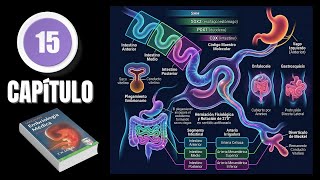 Digestive System | Chapter 15 | Langman's Embryology | Summary