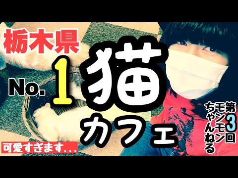 【ねこ宿日和】栃木エリア「猫日和」で親密度を最大化する攻略ガイド