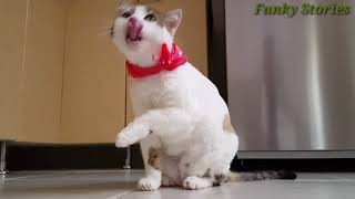 Funniest Cats 😹- Best Of The 2022 Funny Cats 😂- Funny Cats HD| Funky Stories...
