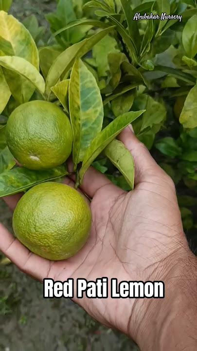 Red Pati Lemon / Red Pati / Big Size Pati Lemon