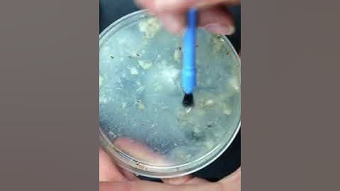 Drosophila Larvae Learning Assay Isolation Tutorial