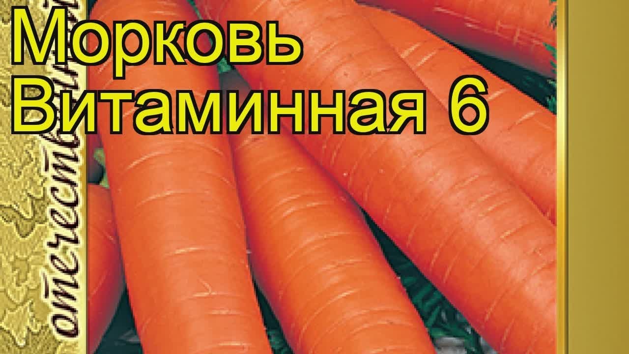 Морковь Витаминная 6 Описание Сорта Фото Отзывы