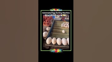 Automated Egg Sorting Machine