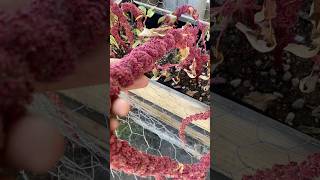 Love Lies Bleeding Plants