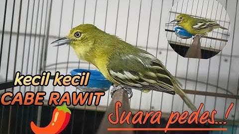 Emosi sirtu ketika naik darah,,Sirtu manapun pasti ikutan panas dan ikut GACOR.