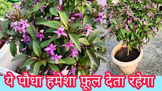 Eranthemum || Pink Tagar || Shooting Star || Laxiflorum