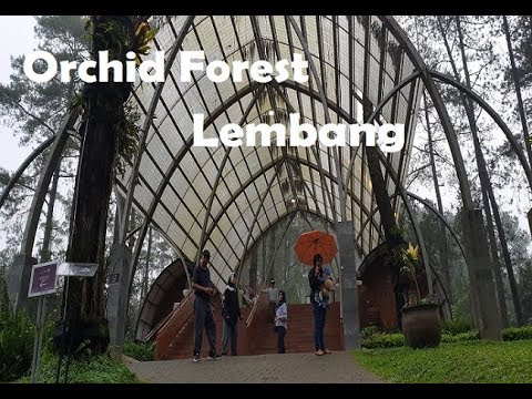 Wisata Ke Orchid Forest Cikole Lembang Bandung Youtube Wisata Ke Orchid Forest Cikole Lembang Bandung Youtube