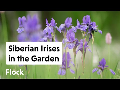 Βίντεο: Siberian Iris In The Garden - How To Grow Siberian Iris Plants