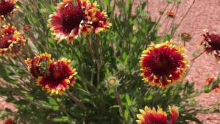 Detailed New Mexico Desert Flowers Details