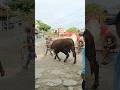 Sapi limosin besar masih kurus