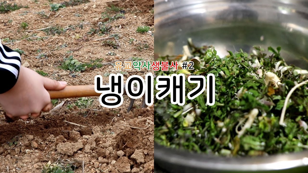 [유교약사생불사 14강] 절 브이로그 / 냉이 캐기, 냉이전, 냉이된장찌개