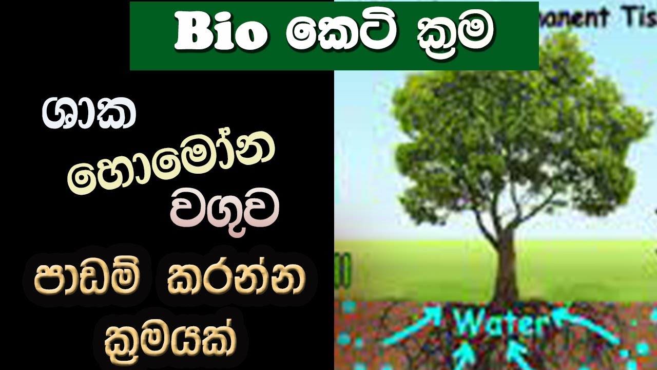 PLANT HORMONES | A/L Biology [plant] short cuts-Episode 4-2|  Bio keti krama (හොමෝන වගුව )