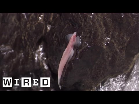 Video: Kan du fiske i trætoppsparken?