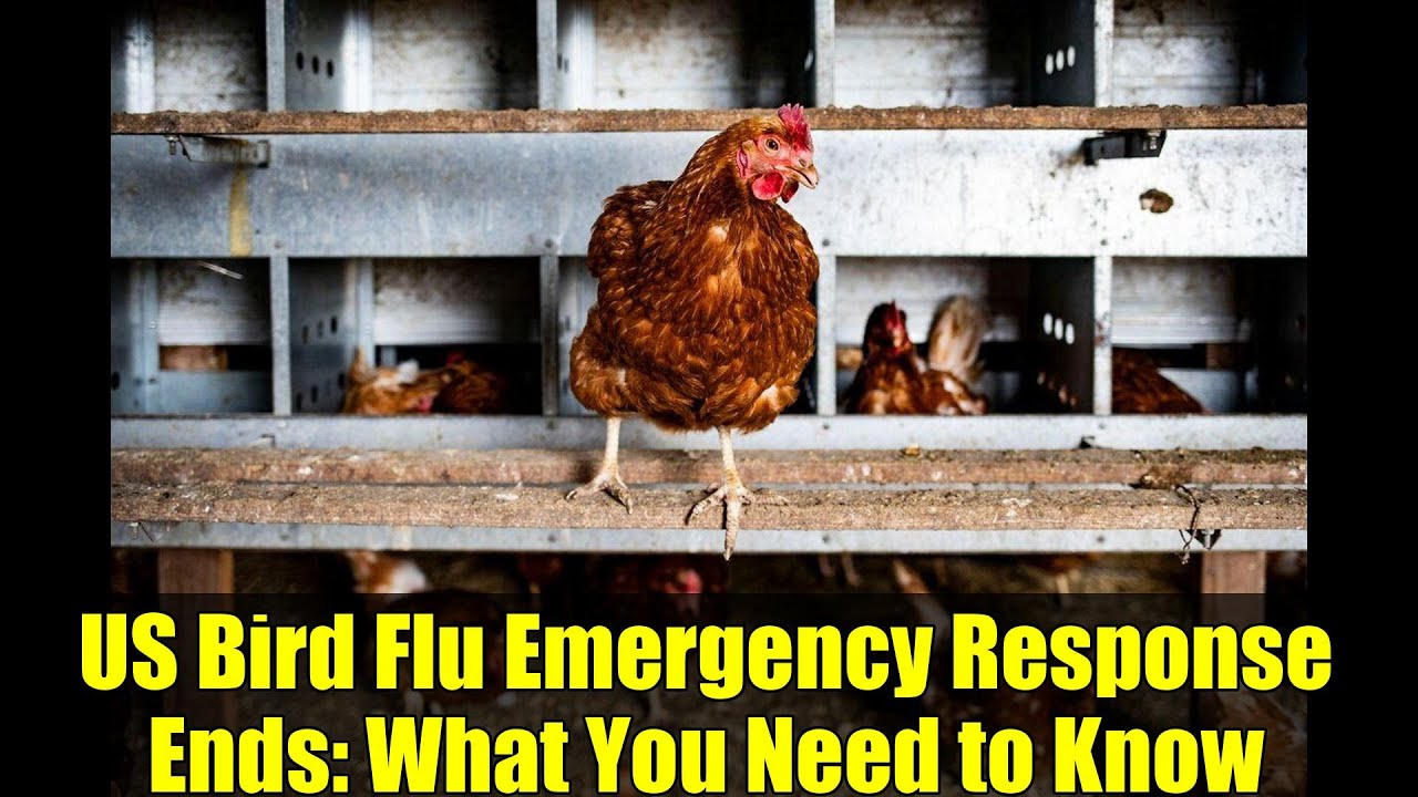 US Bird Flu Emergency Response Ends: What You Need to Know