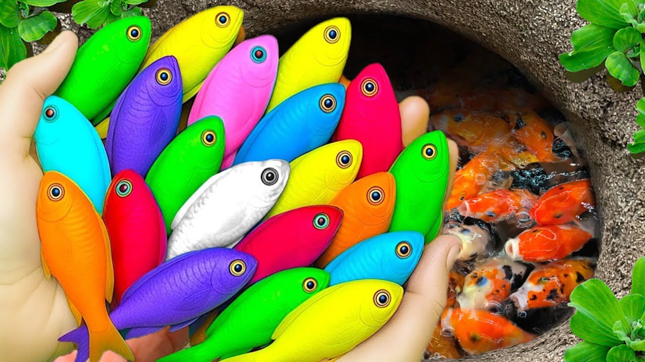 Catch beautiful aquarium fish in small pond baby turtles, pencil fish, nemo fish, guppies, iguanas🐠🐠