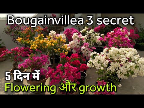 Video: Bougainvillea Looper Kab ntsig - Tso tseg Bougainvillea Kab ntsig puas