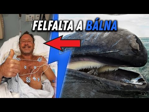 Videó: Lenyelhet egy gyilkos bálna egy embert?