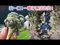 [生物放大鏡] 人類威脅! 蛇頭上危險的&quot;石子&quot;生物 ! | 咬一口讓你一輩子無法吃肉 |  捕蛇人的噩夢