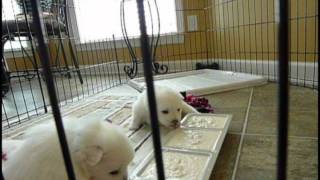 Geisha's Litter 2011 Litter - First Meal.avi