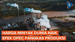 OPEC Bakal Batasi Pasokan, Harga Minyak Dunia Naik
