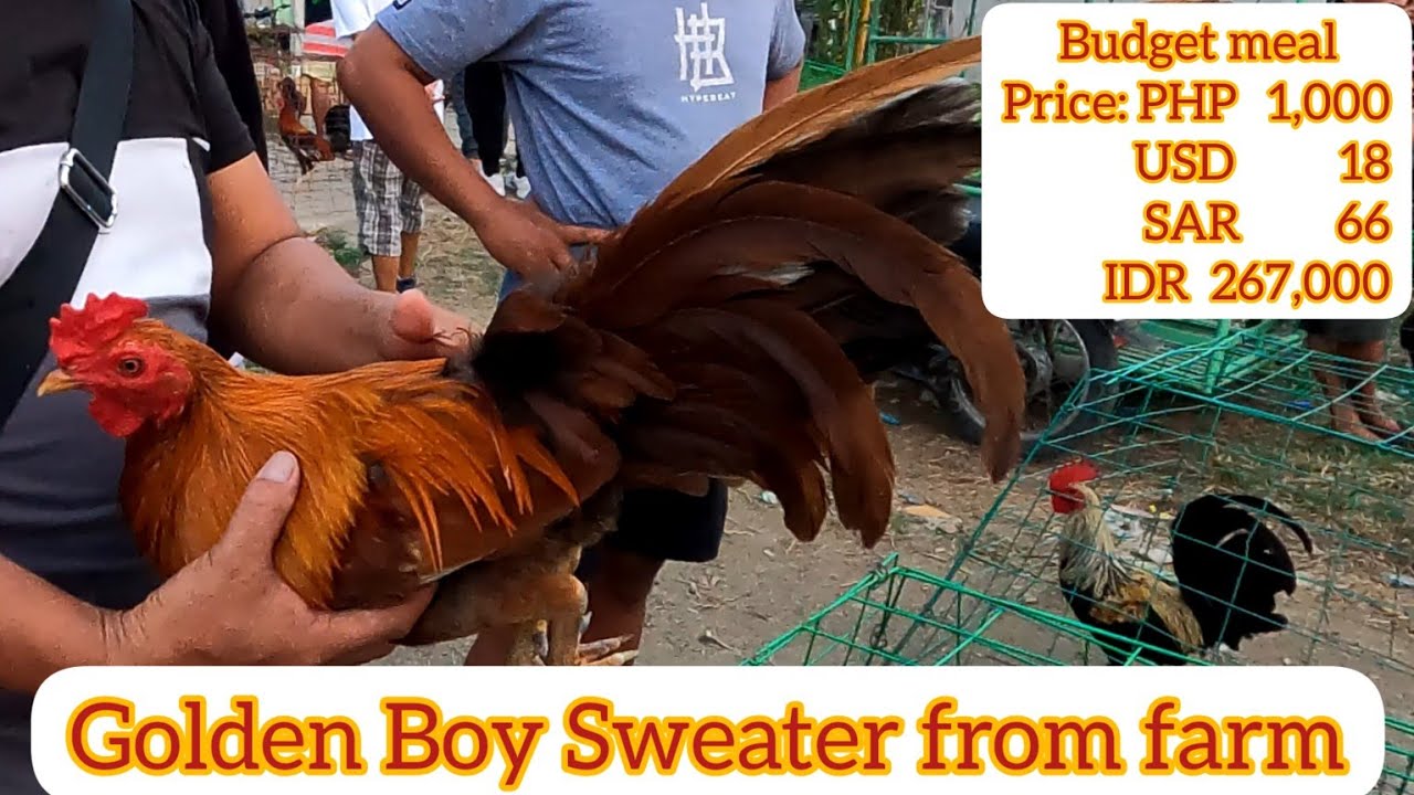 GOLDEN BOY SWEATER YouTube