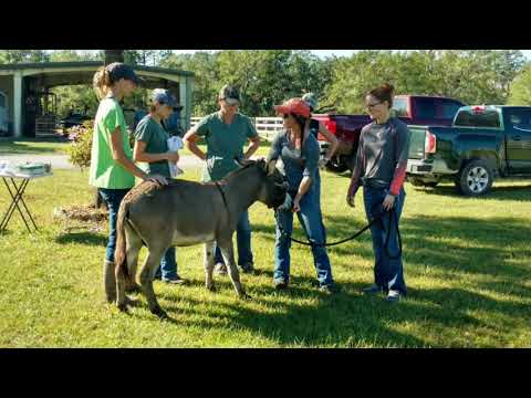 Gelding Day for Donkey 20171101