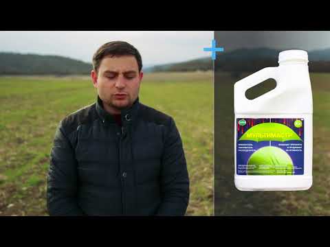 სადემონსტრაციო ნაკვეთი. ხორბალი, ბაზალეთი.