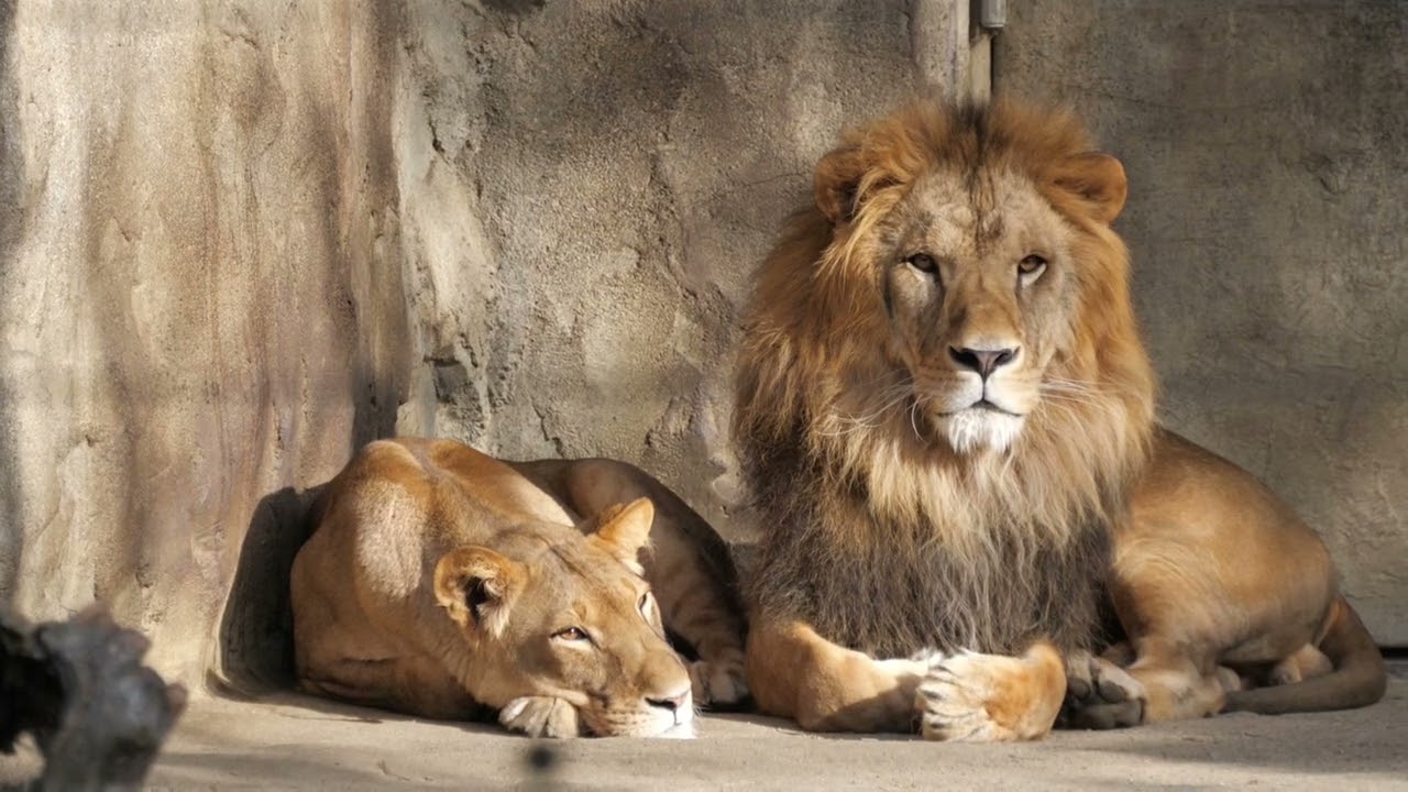 八木山動物公園の仲良しライオン・サンとなお 2023年12月23日 Vol.1