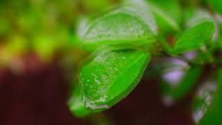 Relaxing music Soft Rain with light thunder screenshot 5