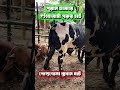 পুরান ঢাকার ঐতিহ্যবাহী গরুর হাট | পোস্তগোলা শ্মশান ঘাট