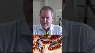 How to Choose a Pest Control Company How to Choose a Pest Control Company