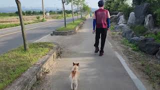 Walking with dogie besides  the wonderful korean ricefield