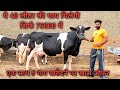 30 से 40 लीटर दूध वाली 5 गाय बिकाऊ और दाम बहुत ही कम। 30 to 40 ltr milking cows for sale Lowest pric