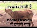 Fruits खाती हैं हमारी गायें @ Vedic Heaven
