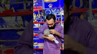 Pouter Pigeon کبوتر بادکنکی Üvercin