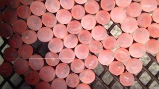 Time Lapse - Salmon Hatching
