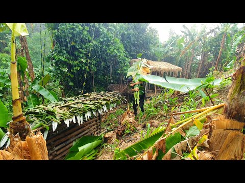 Video: Är det olagligt att plantera bambu i NY?