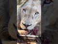 What does a lion do to satisfy his hunger?..🦁 #shortsfeed #youtubeshorts #lion #hunting #hungry #yt