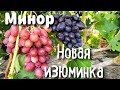 Минор и Новая изюминка. Новые ультраранние формы винограда