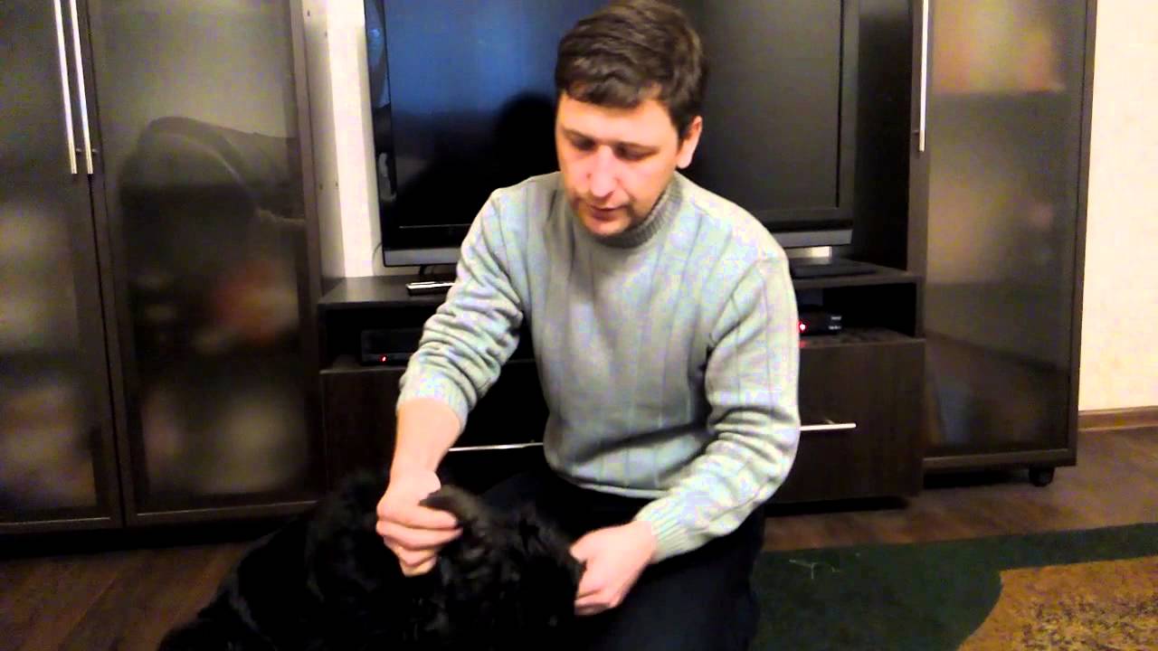 Клещи у собак. Регулярный осмотр собаки. Дети Фауны - YouTube