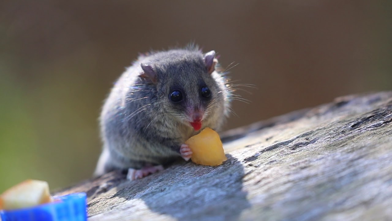 video phone beyonce mp3 CUTE TINY POSSUM!