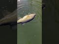 20” bass