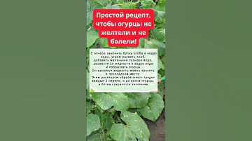 Простой рецепт, чтобы листья огурцов не желтели и не болели! #shorts