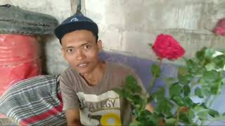 REVIEW BUNGA MAWAR BELI MELALUI ONLINE || BUNGA WAWAR HOLLAND