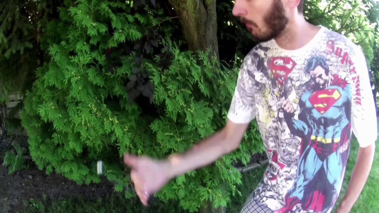 AO2 Crew Intro @kendagera