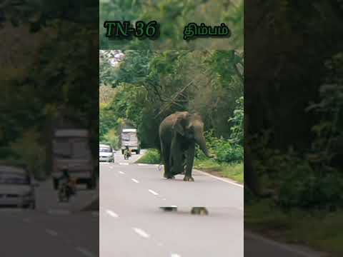 Elephant with cub
