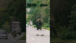 Elephant With Cub Dhimbam Forest